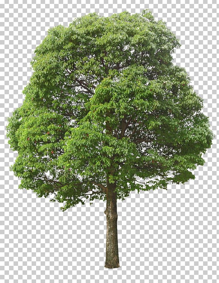 Tree Oak PNG, Clipart, Arecaceae, Branch, Clip Art, Evergreen, Leaf Free PNG Download