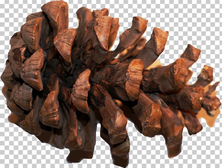 Conifer Cone Photography PNG, Clipart, Acorn, Conifer Cone, Information, M083vt, Miscellaneous Free PNG Download