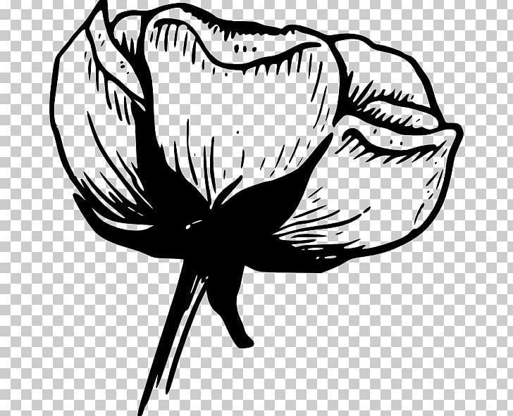 Cotton Flower Drawing PNG, Clipart, Artwork, Beak, Black And White, Boll Weevil, Bud Free PNG Download
