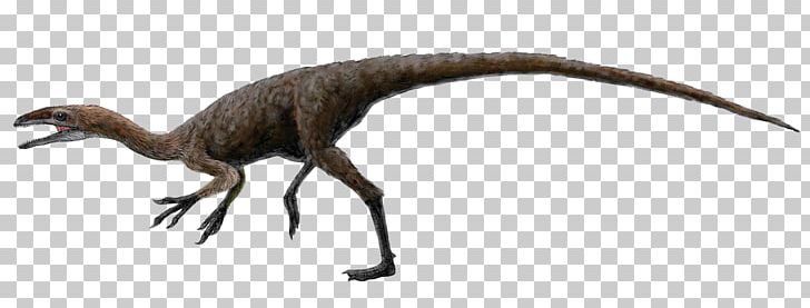 Aristosuchus Sinocalliopteryx Coelurus Barremian Tyrannosauroidea PNG, Clipart, Barremian, Carnivoran, Coelurosauria, Coelurus, Compsognathidae Free PNG Download