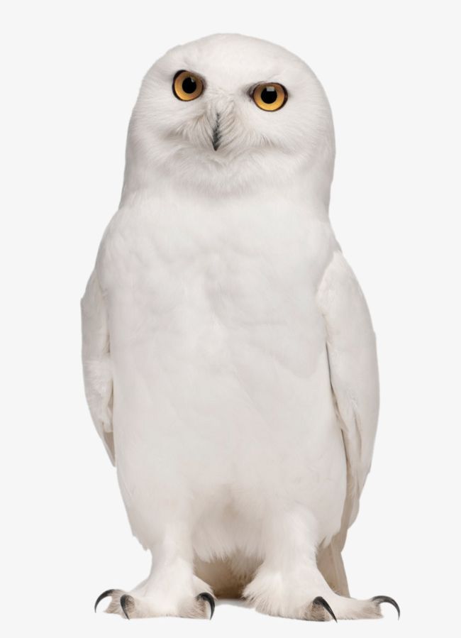 White Owl PNG, Clipart, Animal, Bird, Owl, Owl Clipart, Owl Clipart Free PNG Download