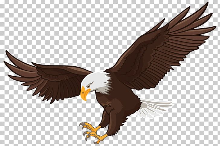 Bald Eagle White-tailed Eagle PNG, Clipart, Accipitriformes, Animals, Bald Eagle, Beak, Bird Free PNG Download