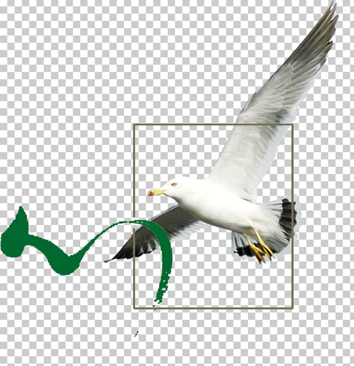 Bird Icon PNG, Clipart, Adobe Illustrator, Animals, Beak, Bird, Bird Cage Free PNG Download