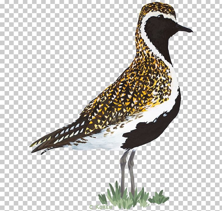 European Golden Plover Shorebirds Grey Plover PNG, Clipart, Animal, Animals, Beak, Bird, Cuculiformes Free PNG Download