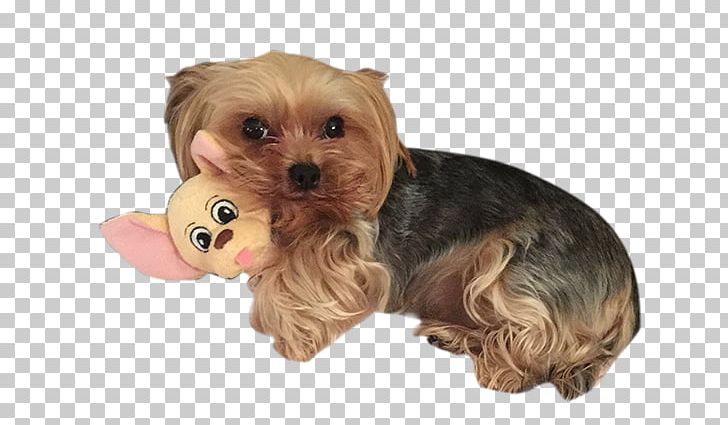 Yorkshire Terrier Morkie Australian Silky Terrier Puppy Companion Dog PNG, Clipart, Australian Silky Terrier, Baby Prince, Baby Princess, Breed, Carnivoran Free PNG Download