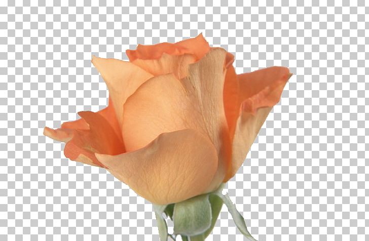 Beach Rose Flower Orange PNG, Clipart, Christmas Decoration, Closeup, Color, Creative, Creative Background Free PNG Download