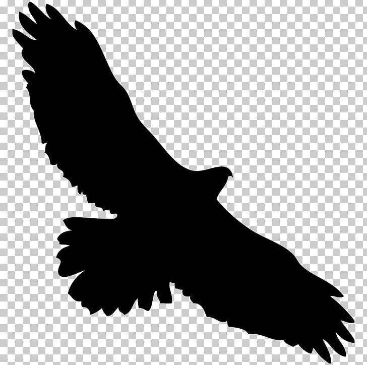 Bird Owl Sparrow Red-tailed Hawk PNG, Clipart, Accipitriformes, American Kestrel, Animals, Bald Eagle, Beak Free PNG Download