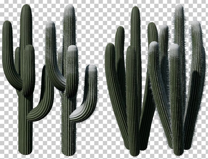 Cactaceae Normal Mapping Texture Mapping PNG, Clipart, Art, Cactaceae, Cactus, Material, Normal Free PNG Download