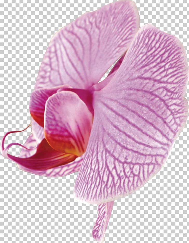 Moth Orchids PNG, Clipart, Art, Beauti, Beautiful Orchid Photo Frame, Blog, Clip Art Free PNG Download