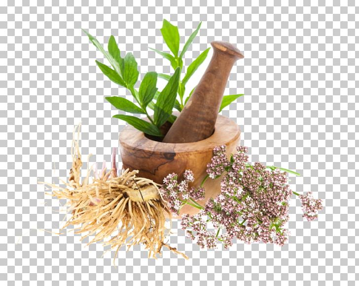 Valerian Dietary Supplement Root Officinalis Plant PNG, Clipart, Common Sage, Flowerpot, Food Drinks, Herb, Herbaceous Plant Free PNG Download