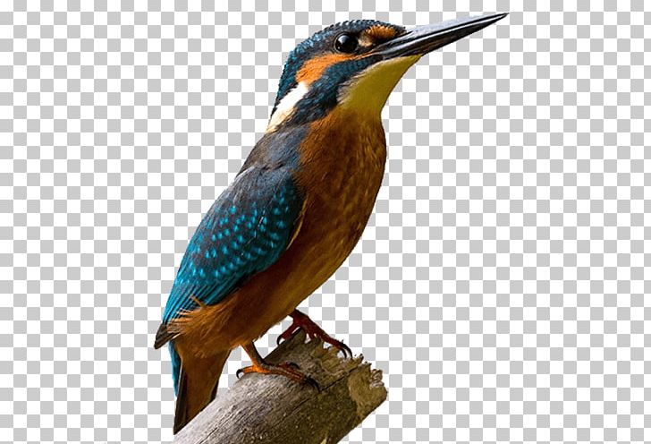 Bird Heron PNG, Clipart, Beak, Bird, Bird Flight, Clip Art, Computer Icons Free PNG Download