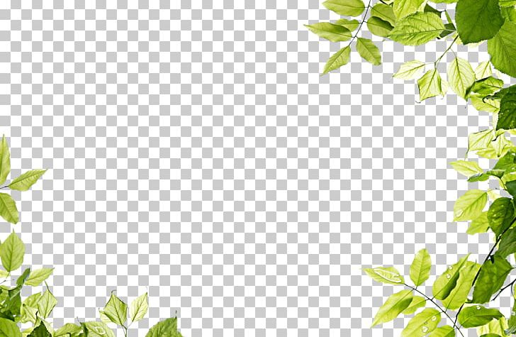 Leaves Frame PNG, Clipart, Leaves, Nature Free PNG Download