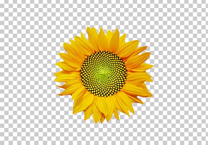 Common Sunflower Logo Massage Body PNG, Clipart, Ayurveda, Body, Common Sunflower, Copyright, Customer Free PNG Download