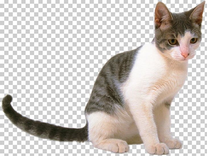 Cat Kitten Pet Shop PNG, Clipart, Aegean Cat, American Wirehair, Animal, Animals, Asian Free PNG Download