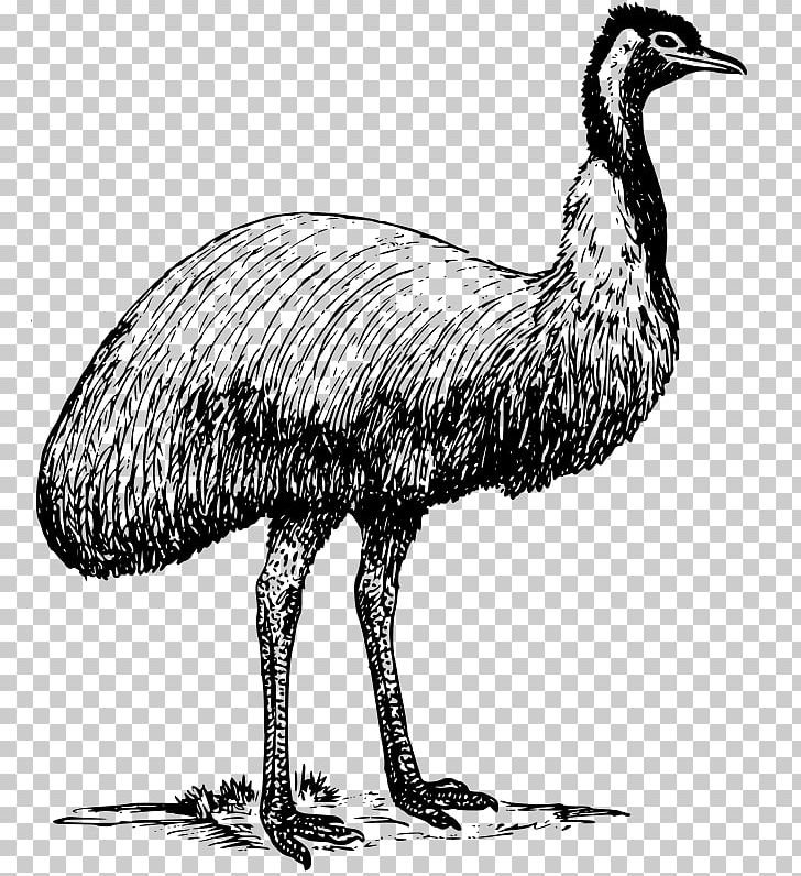 Common Ostrich Bird Emu PNG, Clipart, Animal, Animals, Beak, Bird, Black And White Free PNG Download