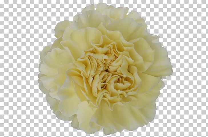 Cut Flowers Carnation Yellow Floristry PNG, Clipart, Birth Flower, Carnation, Carnations, Cut Flowers, Floristry Free PNG Download