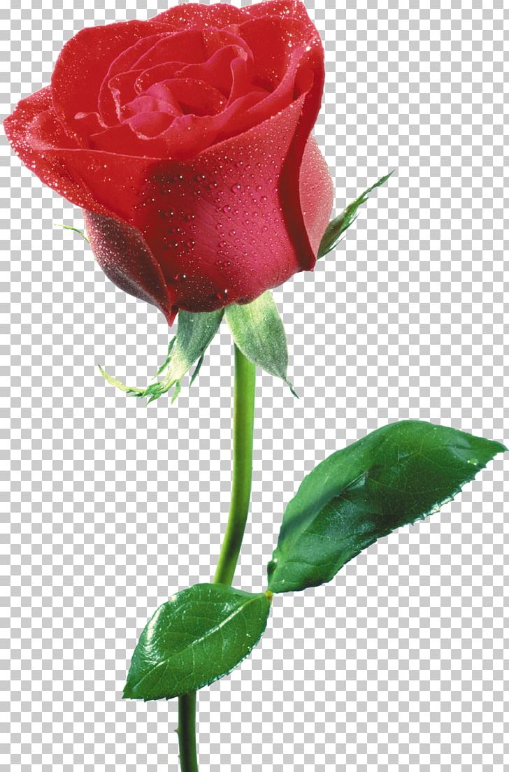 Flower Blue Rose Desktop PNG, Clipart, Artificial Flower, Blue, Blue Rose, Bud, Color Free PNG Download