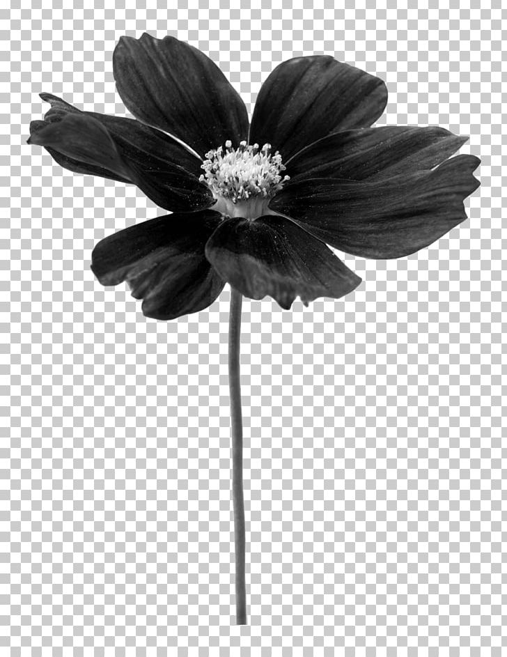 Petal Pink Flowers Photography Art PNG, Clipart, Architecture, Art, Black, Black And White, Black Flower Free PNG Download