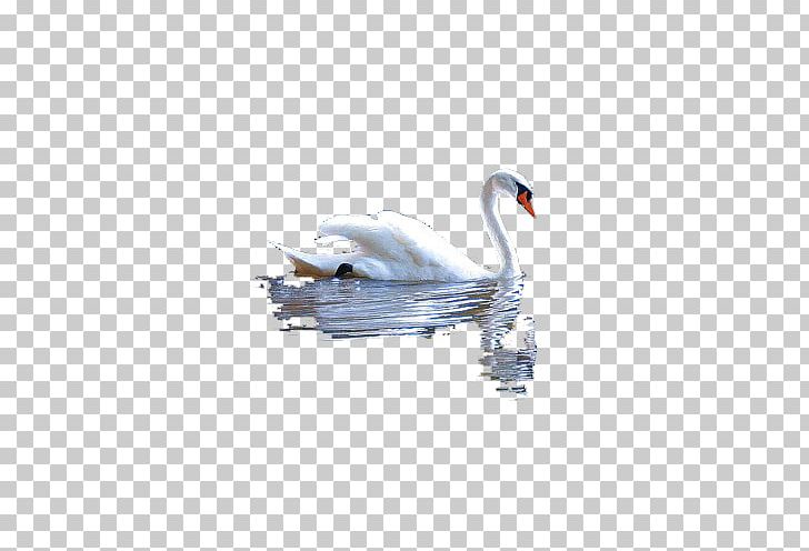 White Animals Text PNG, Clipart, Animals, Aquatic, Art, Beak, Bird Free PNG Download