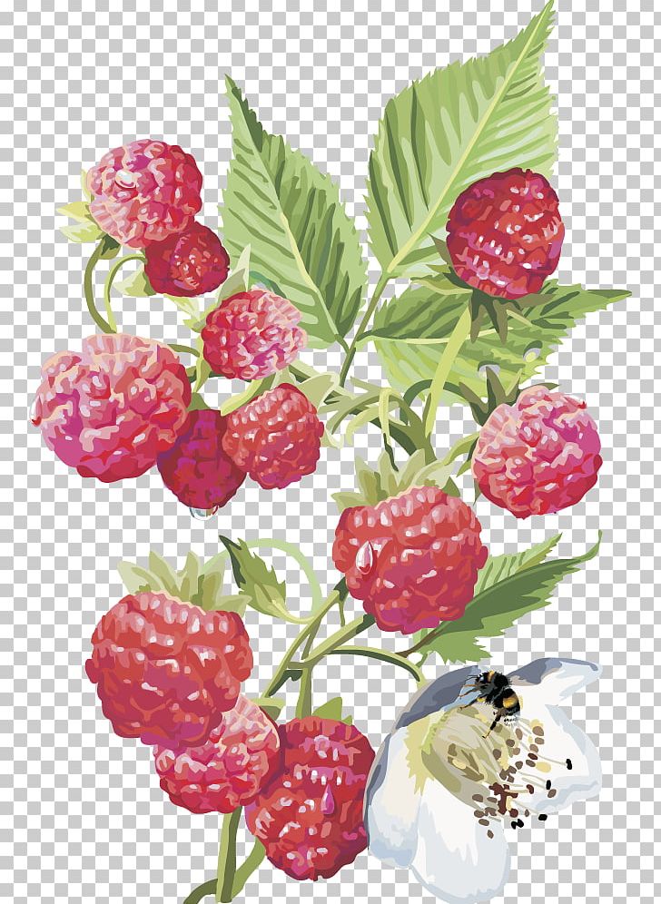 Frutti Di Bosco Red Raspberry Rosales Shrub PNG, Clipart, Flower, Food, Fruit, Fruit Nut, Frutti Di Bosco Free PNG Download
