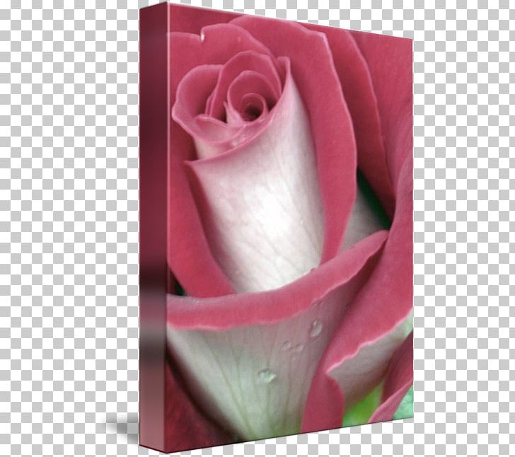 Garden Roses Cabbage Rose Kind Art Kalamazoo Public Library PNG, Clipart, Architectural Engineering, Art, Canvas, Closeup, Flower Free PNG Download