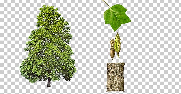 Liriodendron Tulipifera State Tree Broad Leaved Tree Png Clipart Branch Broadleaved Tree Evergreen Flora Flowerpot Free