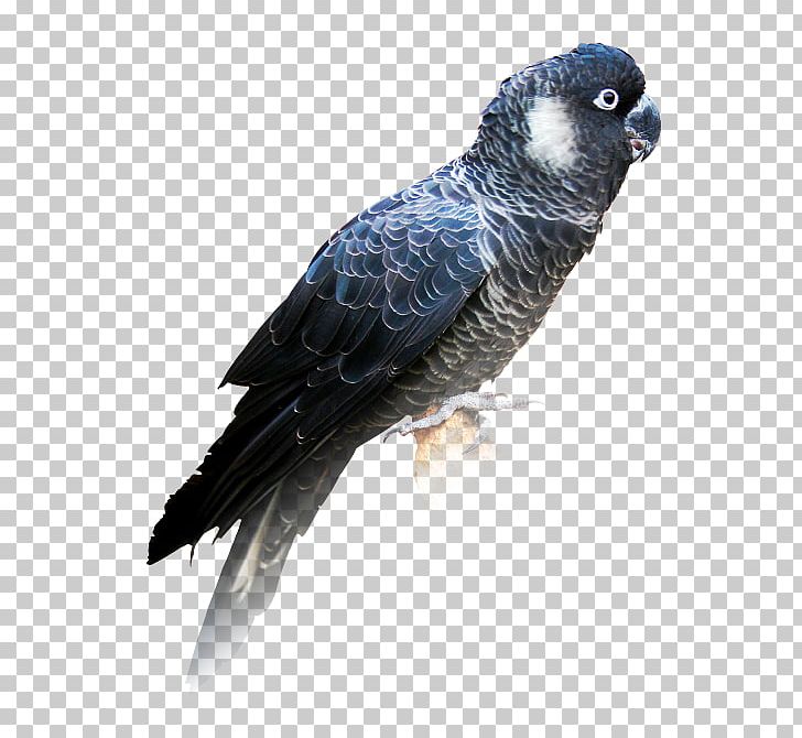 Bird Carnaby's Black Cockatoo Yellow-tailed Black Cockatoo Red-tailed Black Cockatoo PNG, Clipart, African Grey, Animals, Beak, Carnaby, Carnabys Black Cockatoo Free PNG Download