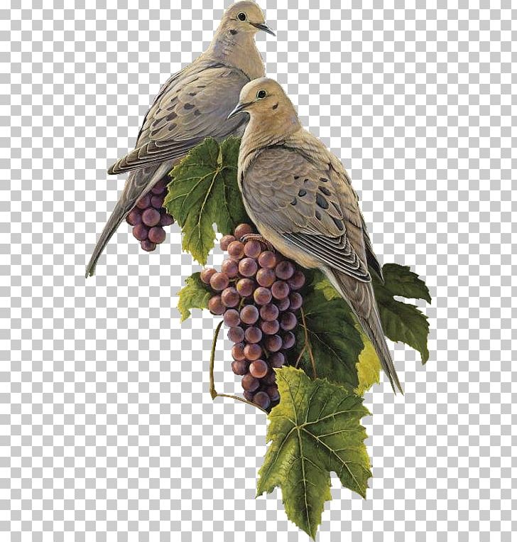 Bird Columbidae Grape Salmon-crested Cockatoo Brahminy Kite PNG, Clipart, Accipitridae, Beak, Bird, Bird Of Prey, Brahminy Kite Free PNG Download