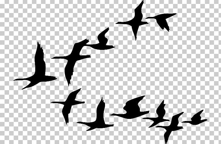 Canada Goose Bird Flock PNG, Clipart, Animal Migration, Beak, Bird, Bird Flight, Bird Flock Free PNG Download