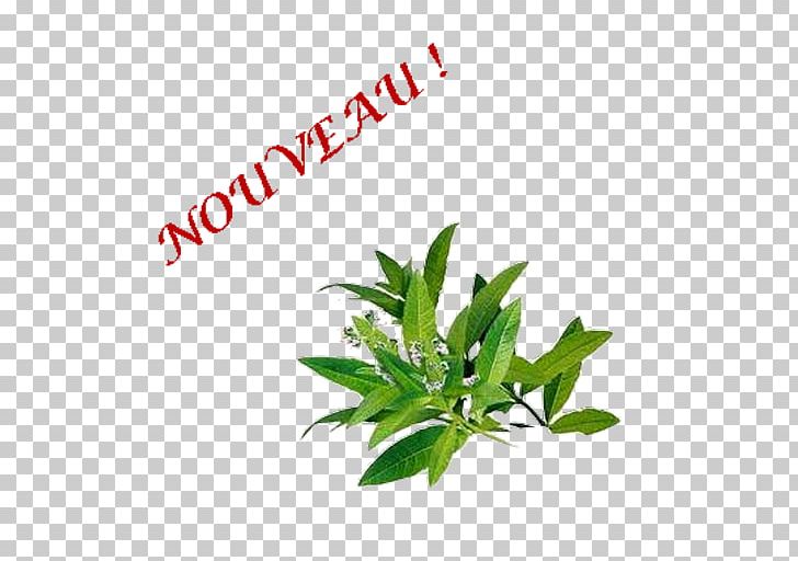 Essential Oil Common Verbena Verveine Medicinal Plants Pianta Aromatica PNG, Clipart, Common Verbena, Essential Oil, Herb, Herbal, Leaf Free PNG Download