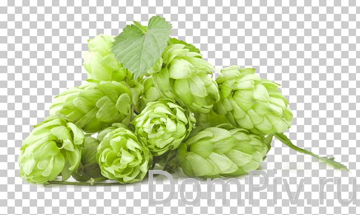 India Pale Ale Beer Amarillo Hops PNG, Clipart, Beer Brewing Grains Malts, Brewery, Common Hop, Drooghoppen, Extract Free PNG Download