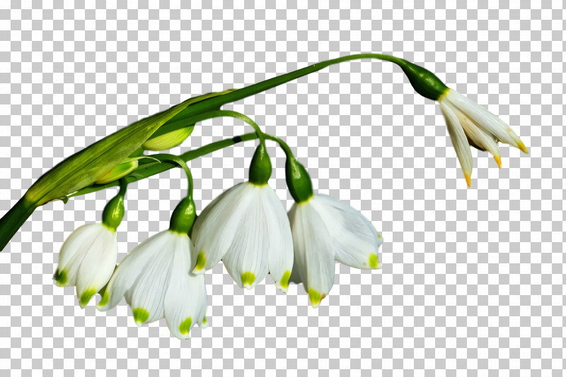 Plant Stem Bud Branch Snowdrop Plants PNG, Clipart, Biology, Branch, Bud, Plants, Plant Stem Free PNG Download