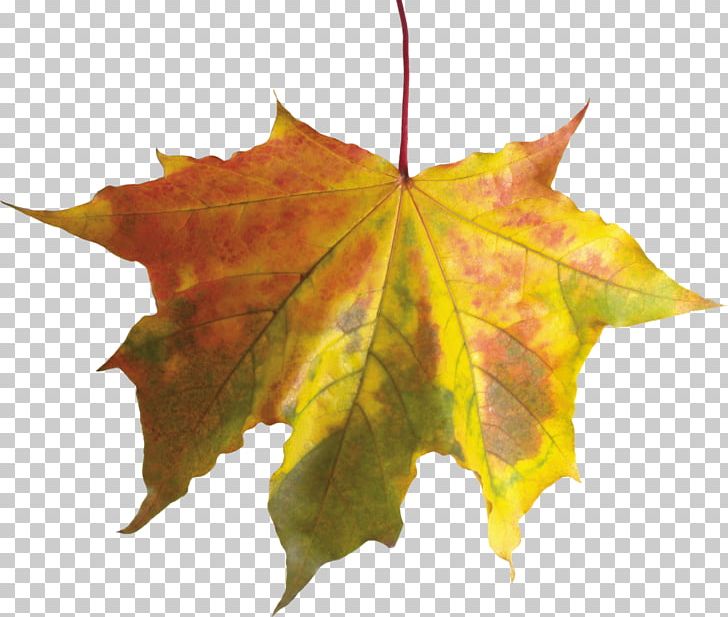 Autumn Leaf Color PNG, Clipart, Autumn, Autumn Leaf Color, Autumn Leaves, Autumn Png Leaf, Free Free PNG Download