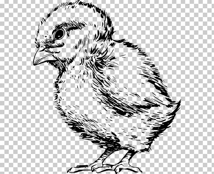 Bird Drawing Chicken Kifaranga PNG, Clipart, Animals, Art, Artwork, Baby Sketch, Beak Free PNG Download