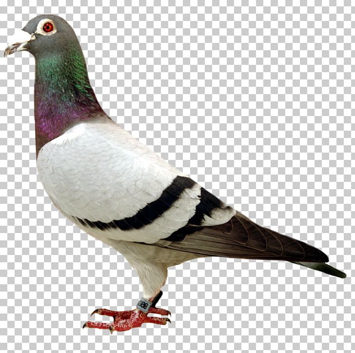 Columbidae Stock Dove Bird Homing Pigeon Tangshan PNG, Clipart, Animals, Beak, Beijing, Bird, Blog Free PNG Download