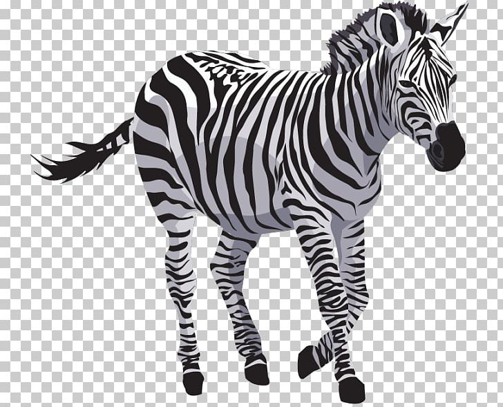Zebra PNG, Clipart, Animals, Big Cats, Black And White, Computer Icons, Download Free PNG Download