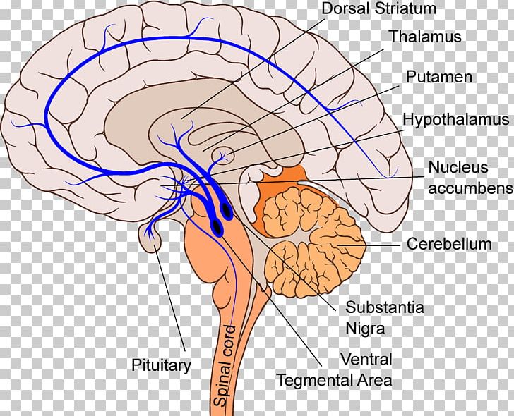 Homo Sapiens Mesolimbic Pathway Reticular Formation Dopamine Brain PNG, Clipart, Brain, Dopamine, Homo Sapiens, Mesolimbic Pathway, Reticular Formation Free PNG Download