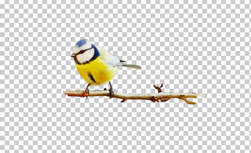 Bird Beak Songbird Finch Perching Bird PNG, Clipart, Atlantic Canary, Beak, Bird, Branch, Chickadee Free PNG Download
