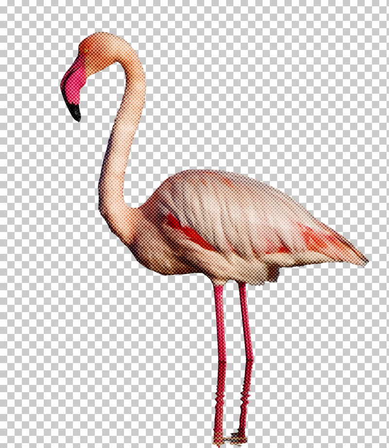 Flamingo PNG, Clipart, Beak, Biology, Birds, Cartoon, Feather Free PNG Download