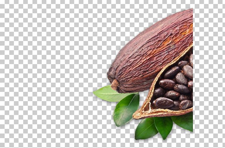 Cocoa Bean Criollo Cocoa Solids Forastero PNG, Clipart, B 12, Bean, Cacao, Cacao Arriba, Chocolate Free PNG Download