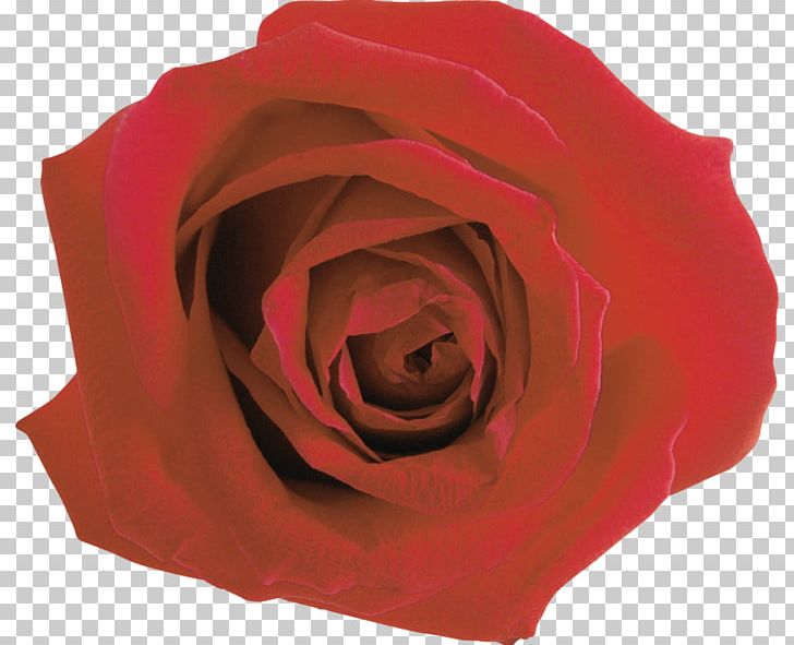 Garden Roses Flower PNG, Clipart, 2016, Advertising, Blog, Closeup, Diary Free PNG Download