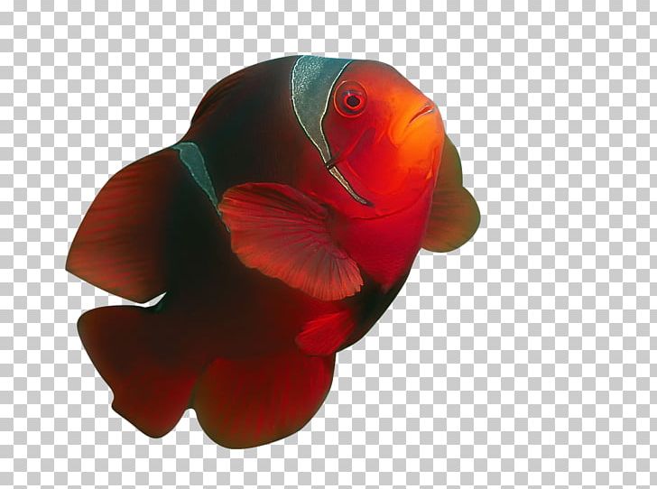 Ornamental Fish Tropical Fish Clownfish PNG, Clipart, Animals, Beak, Christmas Ornament, Christmas Ornaments, Closeup Free PNG Download