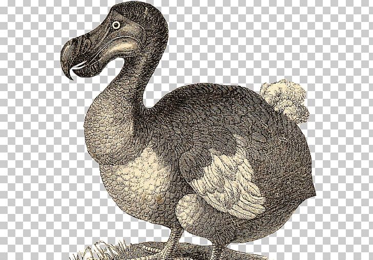 T-shirt Dodo Bird Extinction PNG, Clipart, Beak, Bird, Bird Extinction, Clothing, Dodo Free PNG Download