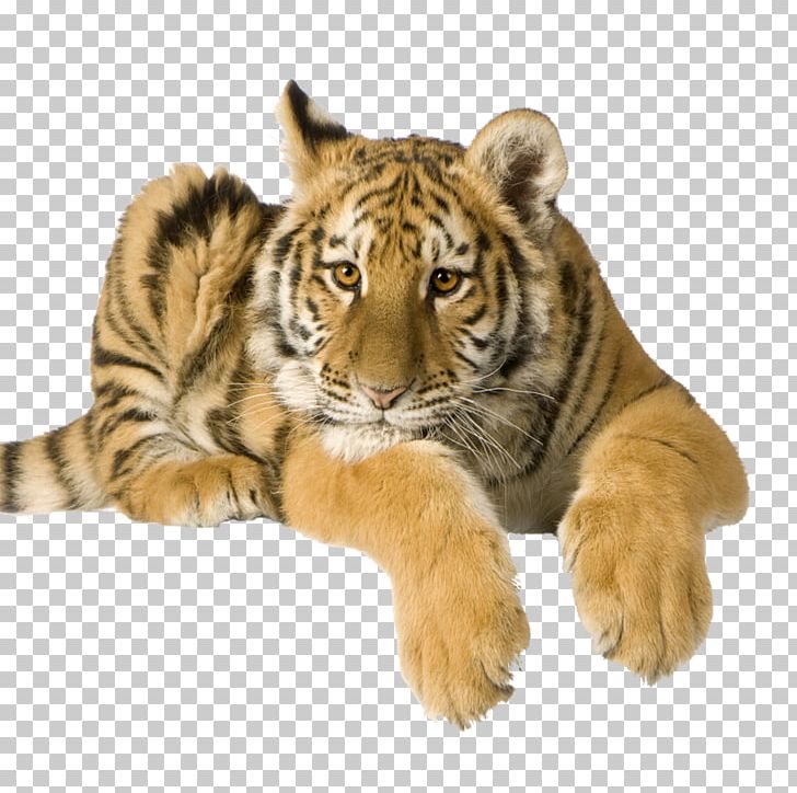 Tiger Lion Cat Penguin PNG, Clipart, Animal, Animals, Big Cats, Carnivoran, Cat Free PNG Download