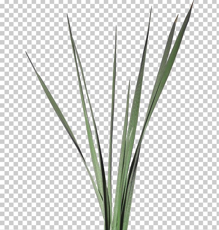Blog Plant Stem Grass Week PNG, Clipart, Blog, Commodity, Garden, Grass, Grass Family Free PNG Download