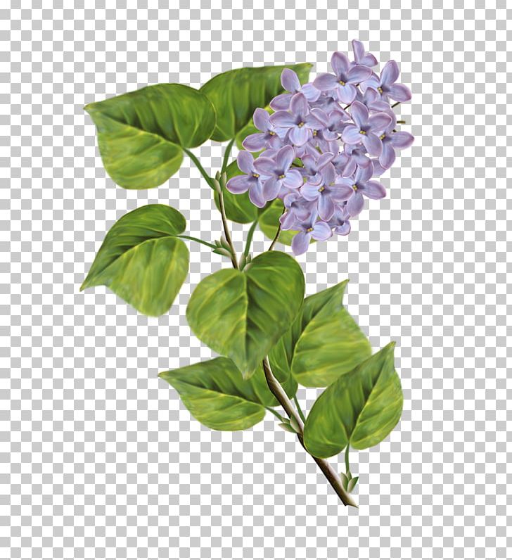 Lilac PNG, Clipart, Branch, Computer Software, Cornales, Download, Drawing Free PNG Download