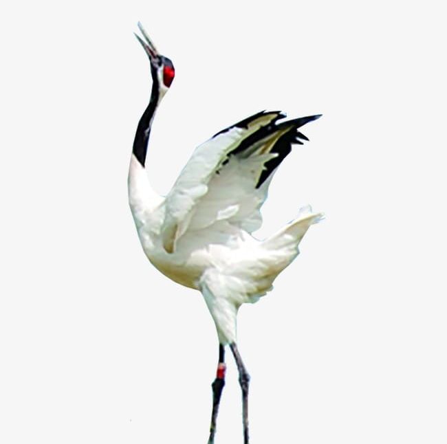 Red-crowned Crane PNG, Clipart, Crane, Red Crowned Crane, Red Crowned Crane Creative Free PNG Download