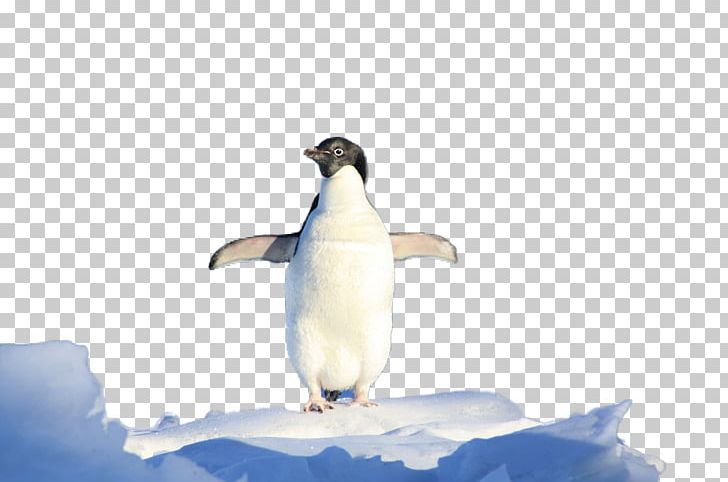 South Pole King Penguin Pingxfcinos De La Antxe1rtida (Antarctic Penguins) PNG, Clipart, Animal, Animals, Antarctica, Beak, Bird Free PNG Download