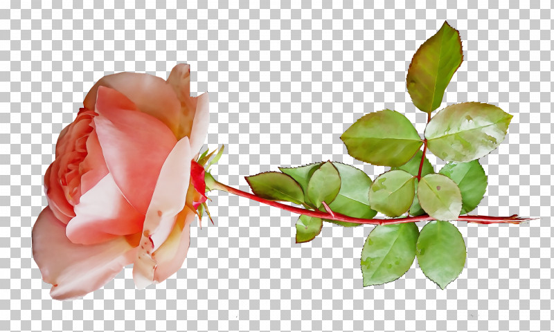 Garden Roses PNG, Clipart, Biology, Bud, Garden, Garden Roses, Paint Free PNG Download