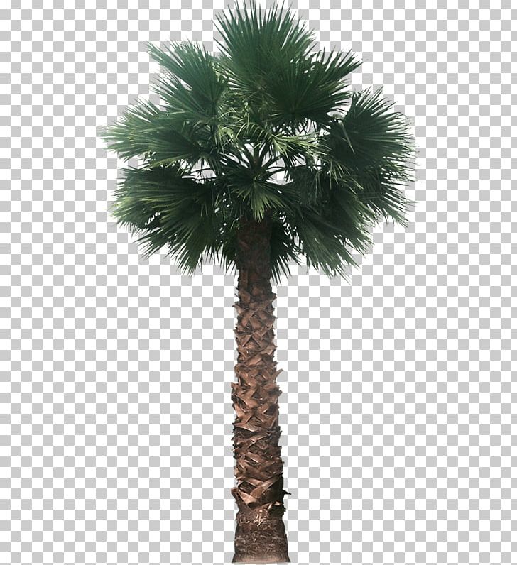 Portable Network Graphics Palm Trees Mexican Fan Palm Architectural Rendering PNG, Clipart, Architectural Rendering, Arecales, Areca Nut, Areca Palm, Attalea Speciosa Free PNG Download